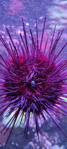 istock A sea urchin seen up close 1398769170