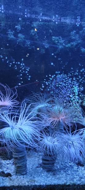 istock sea ​​anemones 1398769516