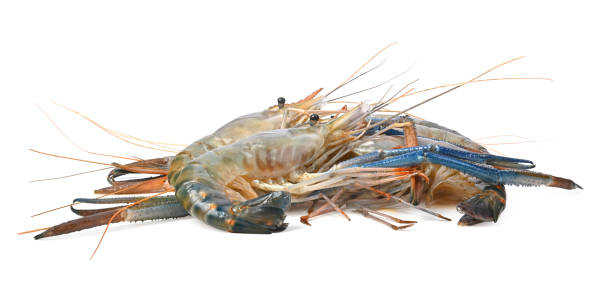 istock Raw giant freshwater prawn, giant river shrimp isolate on white background. 1398769602