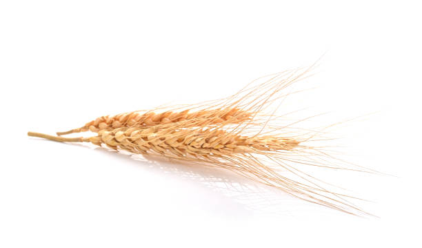 istock barley grains isolated on white background 1398769617