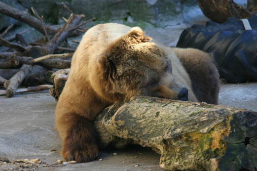 grizzly bear takes a nap on a log