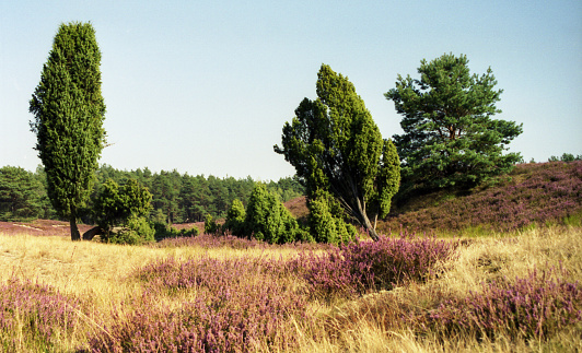 Heath-land with blooming heather and typical trees.