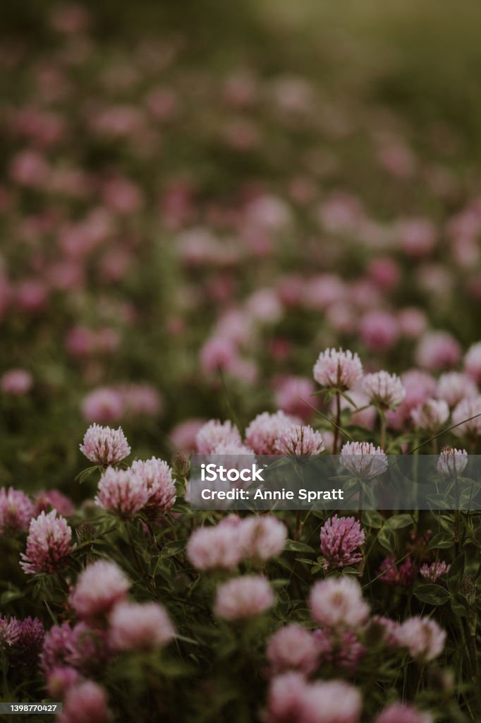 Red Clover flowers in Spring Selective focus of Red Clover flowers in Spring shot at ground level Beauty In Nature Stock Photo