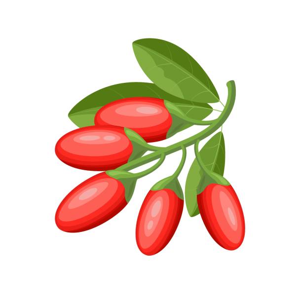 frische goji-beeren, flache vektorillustration isoliert auf weißem hintergrund - wolfberry berry chinese medicine berry fruit stock-grafiken, -clipart, -cartoons und -symbole