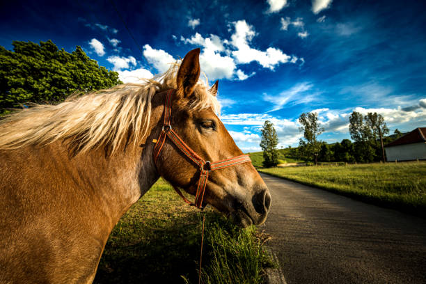 Color image depicting a profile view of a single horse alone in a field. Beyond is a blue sky with cloudscape.