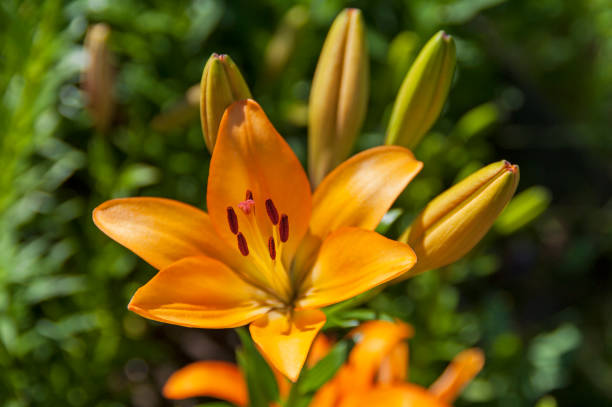 istock Beautiful flowering lilies 1398770681