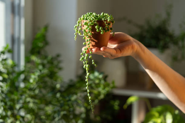 istock Female Hand Holding Small Terracotta Pot With Senecio Rowleyanus Home Interior On Blurred Background 1398771797