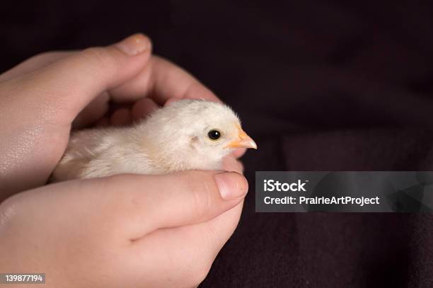 Photo libre de droit de Chick banque d'images et plus d'images libres de droit de Animaux domestiques - Animaux domestiques, Douceur, Faune