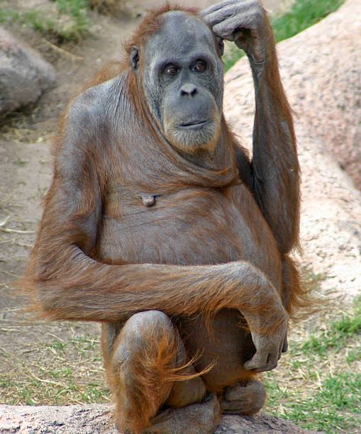 Emotions of the ape #2, Orangutang stock photo
