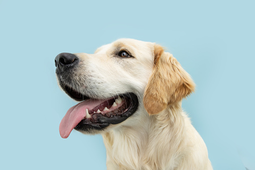 Portrait golden retriever puppy dog showing teeth and tongue looking away. Isolated on blue background