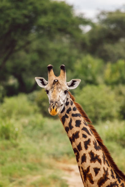 istock Close-Up Of Giraffe 1398772562