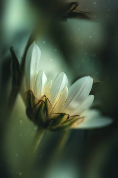 istock White chrysanthemum flowers 1398773643
