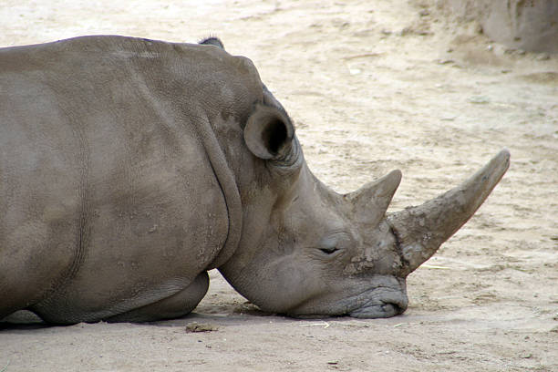 Sad rhinoceros stock photo