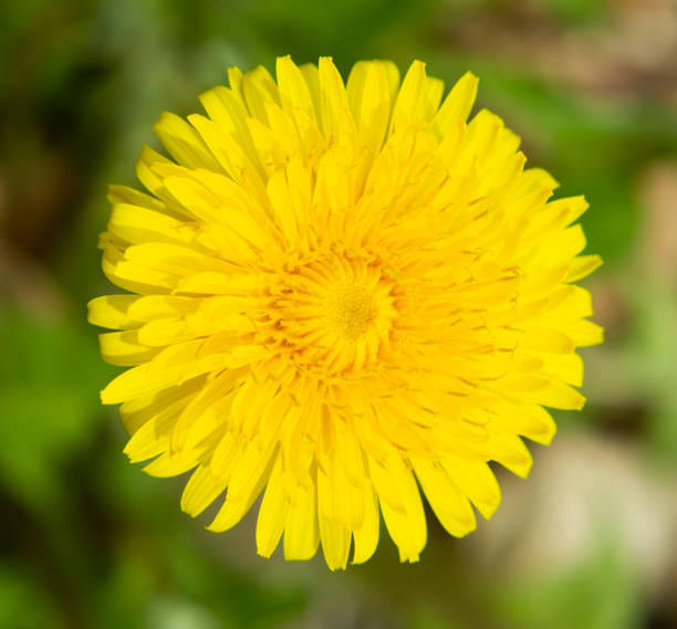 istock Taraxacum officinale 1398774192
