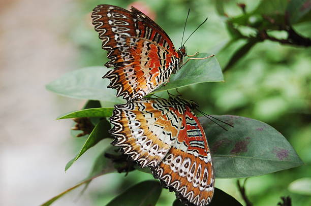 Mating Butterfly stock photo