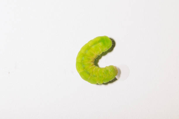 Canadian Tiger Swallowtail caterpilar in its natural environment.