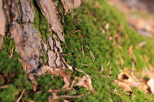 macro view of micro green plants and moss growing on a pine tree trunk