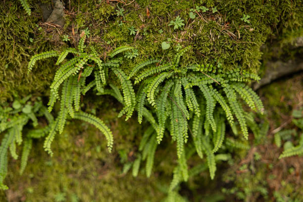istock little green plants with microscopic leaves grown out from a rocky wall covered with moss 1398776062