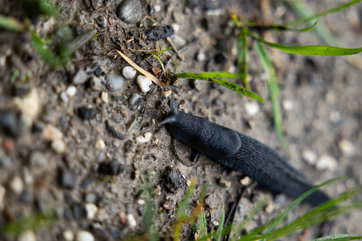 close up view of a black slug moving on dirty soil ground