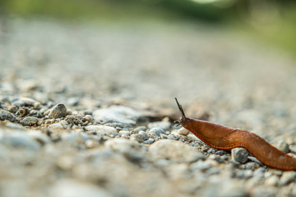 extreme close up view of an orange long slug moving on a gray gravel ground