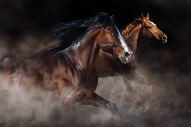 istock Horses free run close up 1398777135