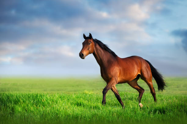 istock Horse trotting on green meadow 1398777139