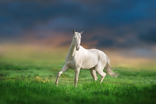 Achalteke Horse run in green field against sunset sky