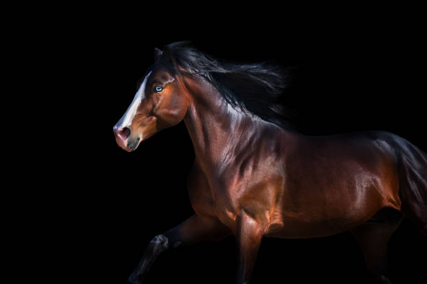 Bay stallion with blue eye and long mane  close up in motion