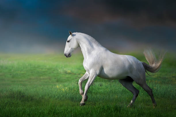 istock White iberian horse run gallop on green grass 1398777152