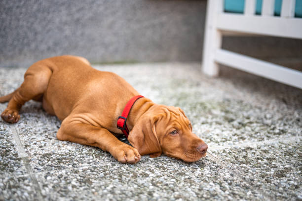 istock Vizsla puppy on the concrete ground 1398777343