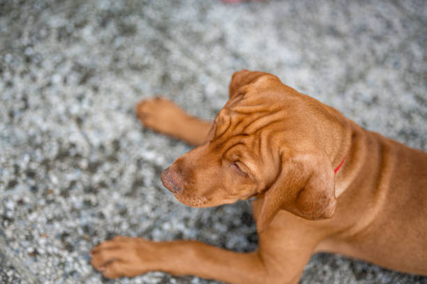 Hungarin vizsla puppy outdoors on the concrete ground.