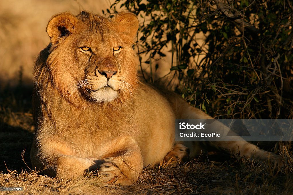 Giovane maschio Leone africano - Foto stock royalty-free di Africa