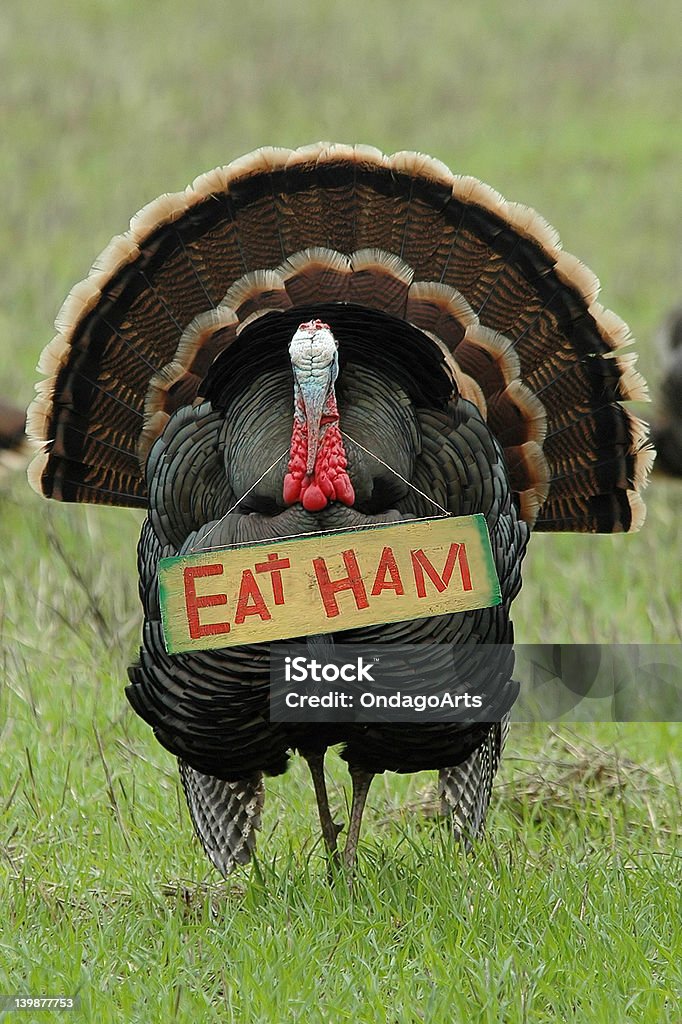 Eat Ham'Turchia - Foto stock royalty-free di Tacchino