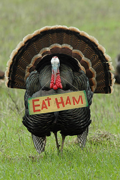 Eat Ham Turkey Stock Photo - Download Image Now - Turkey - Bird, Humor,  Animals Hunting - iStock