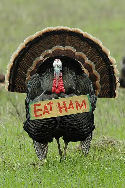 Photo of 'Eat Ham' Turkey