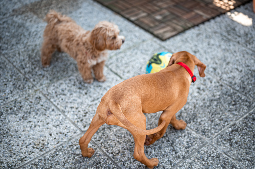 Hungarian vizsla puppy and maltipoo puppy playing together outdoors.