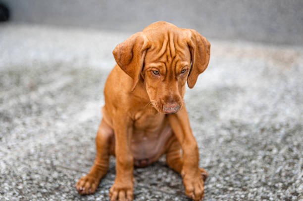 Hungarin vizsla puppy sitting outdoors on the concrete ground.
