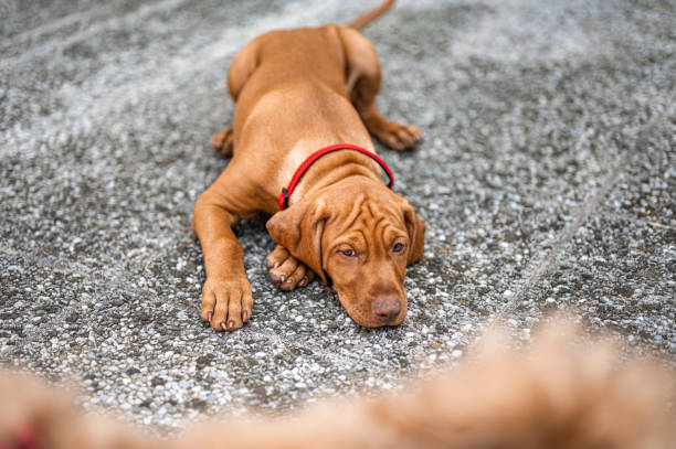 istock Vizsla puppy on the concrete ground 1398777972