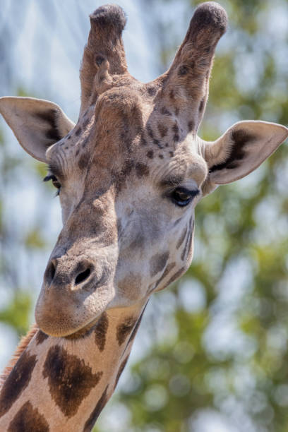 istock Giraffe shot at its height. 1398777991