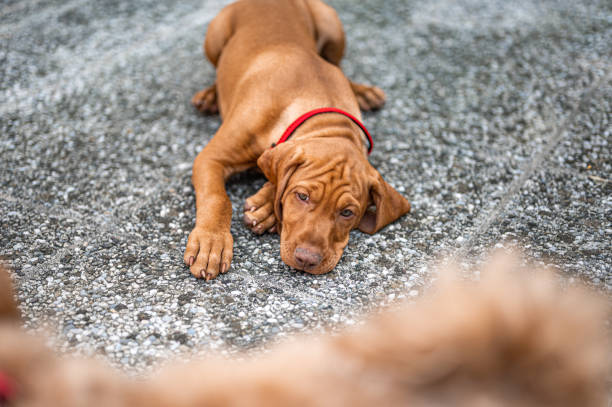 istock Vizsla puppy on the concrete ground 1398778009