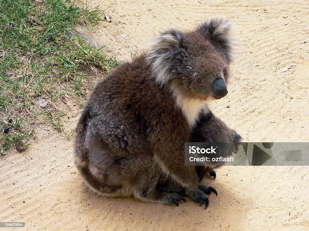 cuddling jej syn Matka - Zbiór zdjęć royalty-free (Australia)