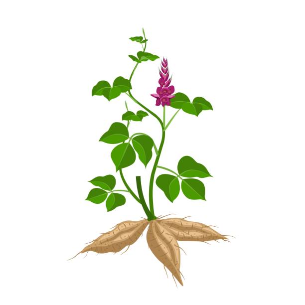 illustrations, cliparts, dessins animés et icônes de illustration vectorielle de la plante kudzu ou pueraria montana, plante à base de plantes, isolée sur fond blanc. - kudzu
