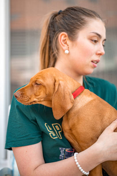 istock Young woman holding vizsla puppy 1398778076