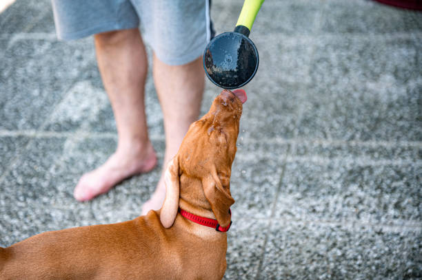 istock Young vizsla dog drinking from watering can 1398778151
