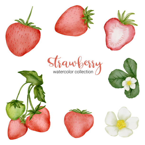 strawberry in fruit watercolor collection flat vector on white background Strawberry in watercolor collection design with flower and Leaf with branch, Drawing set Flat Design Vector Illustration dissected flower stock illustrations