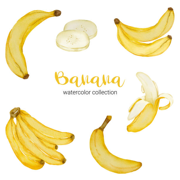 illustrations, cliparts, dessins animés et icônes de banane en fruit aquarelle collection vecteur plat sur fond blanc - banane