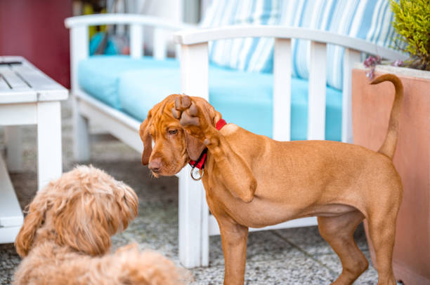 Hungarian vizsla puppy and maltipoo puppy playing together outdoors.