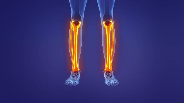 Anatomy of the human leg Anatomy of the human leg fibula stock pictures, royalty-free photos & images