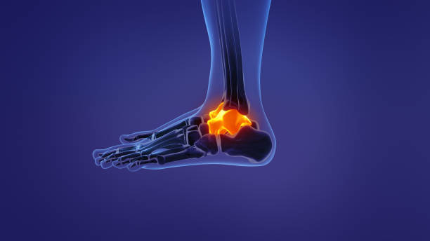 istock Anatomy of the human talus 1398778419