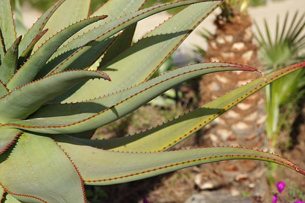 Aloe closeup with shallow dof stock photo